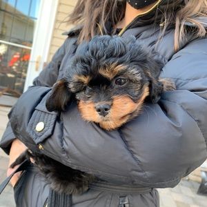 Meet your Posher, Anthony